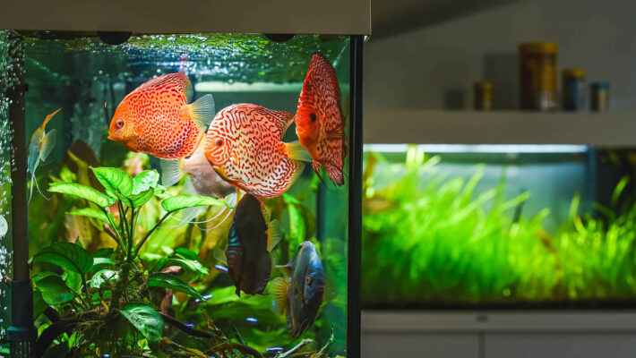 Bunte Fische im Aquarium