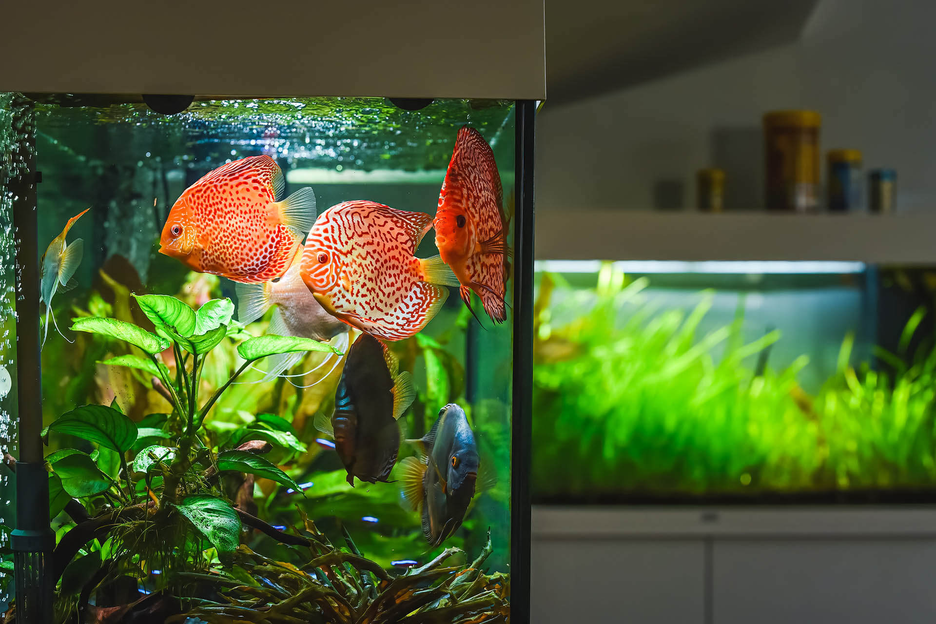 Bunte Fische im Aquarium